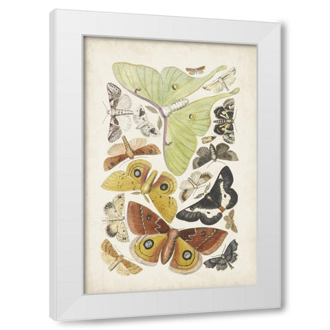 Antique Moths I White Modern Wood Framed Art Print by Unknown