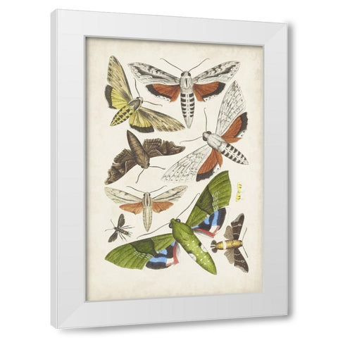 Antique Moths II White Modern Wood Framed Art Print by Unknown