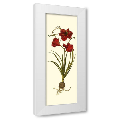 Custom Amaryllis Panel I White Modern Wood Framed Art Print by Vision Studio