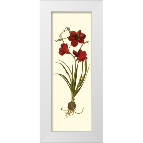 Custom Amaryllis Panel I White Modern Wood Framed Art Print by Vision Studio