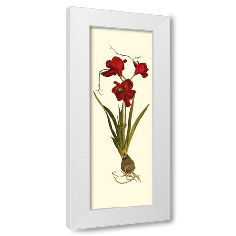 Custom Amaryllis Panel II White Modern Wood Framed Art Print by Vision Studio