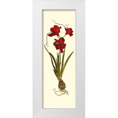 Custom Amaryllis Panel II White Modern Wood Framed Art Print by Vision Studio