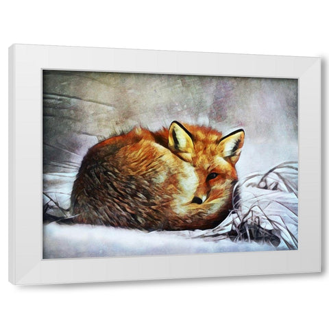 Red Fox Curl Up White Modern Wood Framed Art Print by Aldridge, Ashley