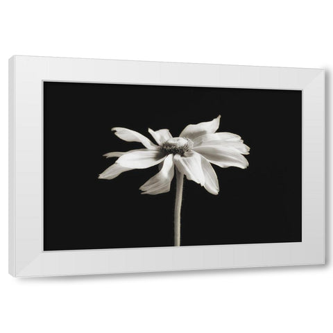Elegance Floral II White Modern Wood Framed Art Print by Poinski, Dianne