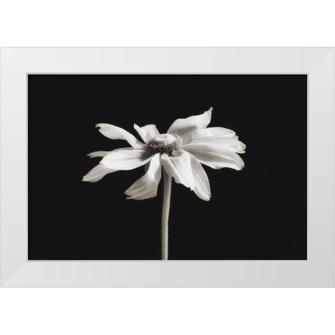 Elegance Floral II White Modern Wood Framed Art Print by Poinski, Dianne