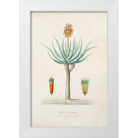 Antique Tree with Fruit I White Modern Wood Framed Art Print by Unknown