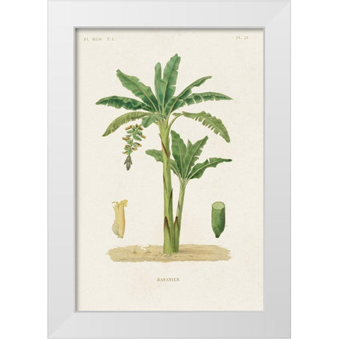 Antique Tree with Fruit III White Modern Wood Framed Art Print by Unknown