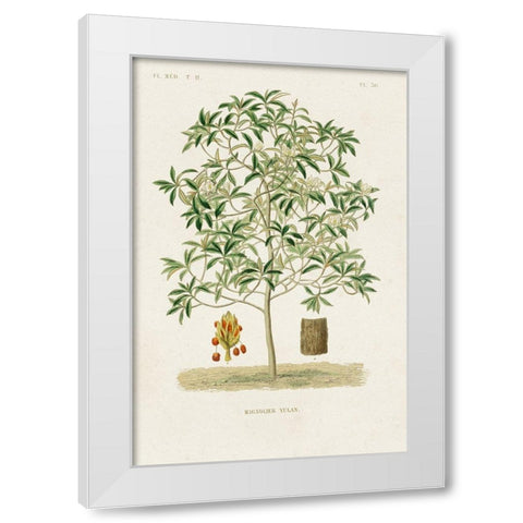 Antique Tree with Fruit VI White Modern Wood Framed Art Print by Unknown