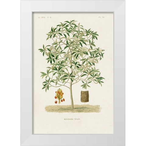 Antique Tree with Fruit VI White Modern Wood Framed Art Print by Unknown