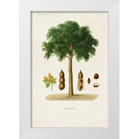 Antique Tree with Fruit IX White Modern Wood Framed Art Print by Unknown