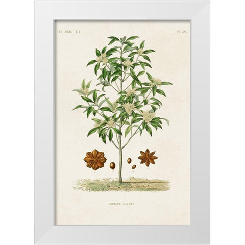 Antique Tree with Fruit XI White Modern Wood Framed Art Print by Unknown
