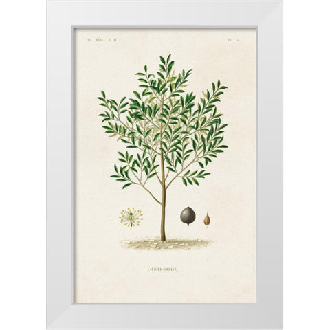 Antique Tree with Fruit XII White Modern Wood Framed Art Print by Unknown