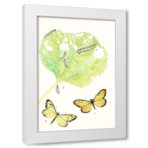 Antique Butterflies and Leaves II White Modern Wood Framed Art Print by Vision Studio