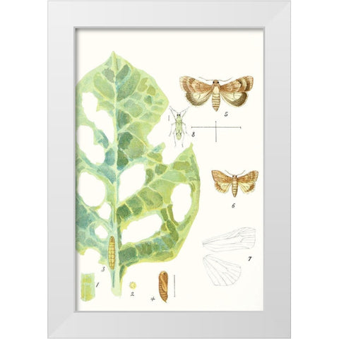 Antique Butterflies and Leaves IV White Modern Wood Framed Art Print by Vision Studio