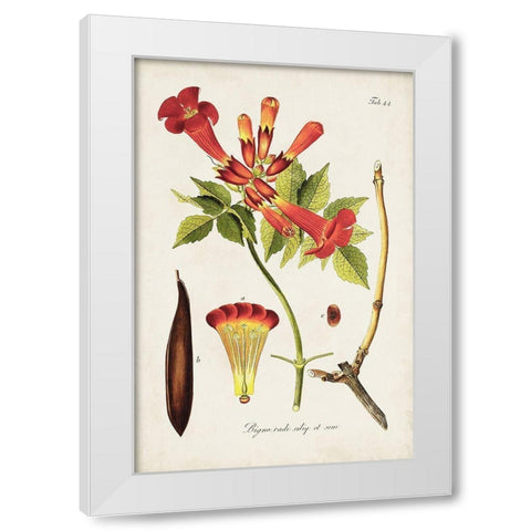 Tropical Trumpet Flowers I White Modern Wood Framed Art Print by Unknown