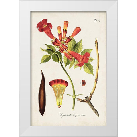 Tropical Trumpet Flowers I White Modern Wood Framed Art Print by Unknown