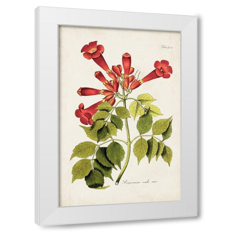 Tropical Trumpet Flowers II White Modern Wood Framed Art Print by Unknown