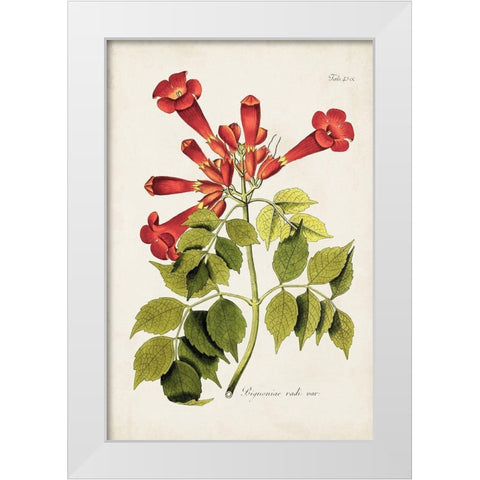 Tropical Trumpet Flowers II White Modern Wood Framed Art Print by Unknown