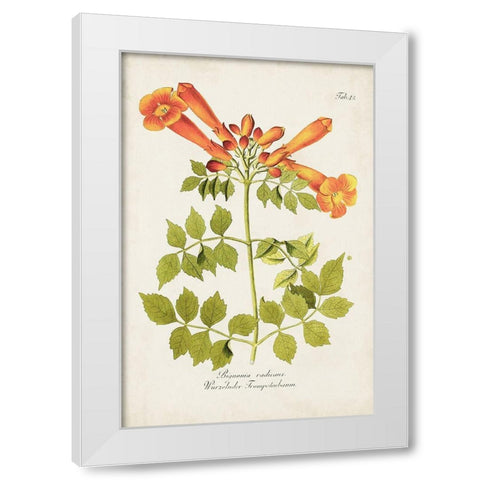 Tropical Trumpet Flowers III White Modern Wood Framed Art Print by Unknown