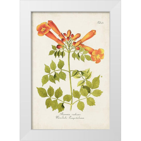 Tropical Trumpet Flowers III White Modern Wood Framed Art Print by Unknown