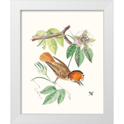 Cuvier Bird And Habitat I White Modern Wood Framed Art Print by Cuvier, Georges