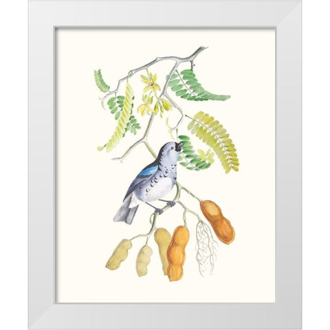 Cuvier Bird And Habitat II White Modern Wood Framed Art Print by Cuvier, Georges