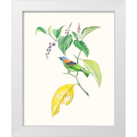 Cuvier Bird And Habitat IV White Modern Wood Framed Art Print by Cuvier, Georges