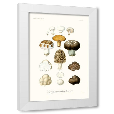 Fruit And Vegetable Varieties IV White Modern Wood Framed Art Print by Unknown