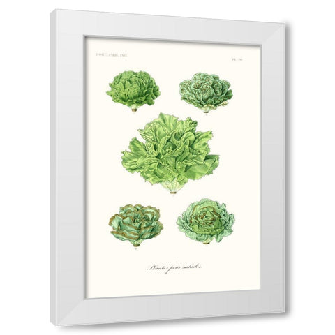 Fruit And Vegetable Varieties VII White Modern Wood Framed Art Print by Unknown