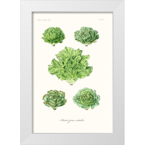 Fruit And Vegetable Varieties VII White Modern Wood Framed Art Print by Unknown
