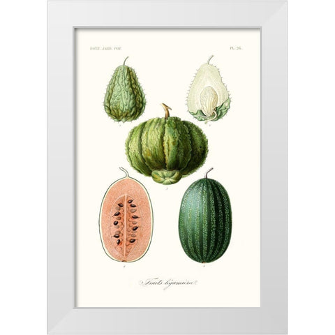 Fruit And Vegetable Varieties VIII White Modern Wood Framed Art Print by Unknown
