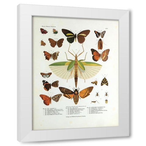 Winged Nature I White Modern Wood Framed Art Print by Unknown