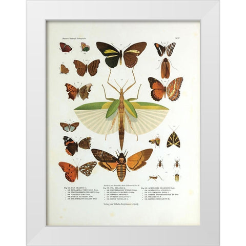 Winged Nature I White Modern Wood Framed Art Print by Unknown