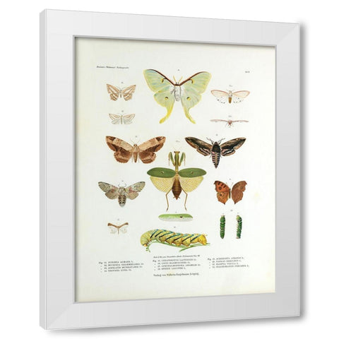 Winged Nature II White Modern Wood Framed Art Print by Unknown