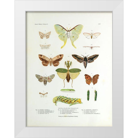 Winged Nature II White Modern Wood Framed Art Print by Unknown