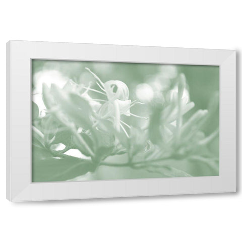 Honeysuckle Summer I White Modern Wood Framed Art Print by Chandler, Sharon