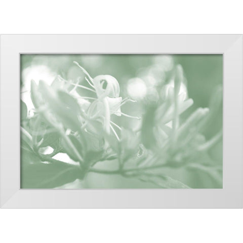 Honeysuckle Summer I White Modern Wood Framed Art Print by Chandler, Sharon
