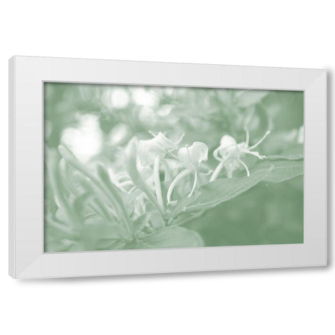 Honeysuckle Summer II White Modern Wood Framed Art Print by Chandler, Sharon