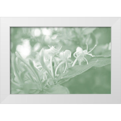 Honeysuckle Summer II White Modern Wood Framed Art Print by Chandler, Sharon