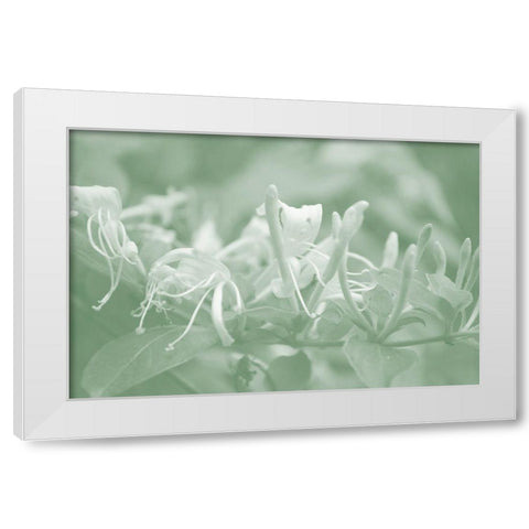 Honeysuckle Summer III White Modern Wood Framed Art Print by Chandler, Sharon