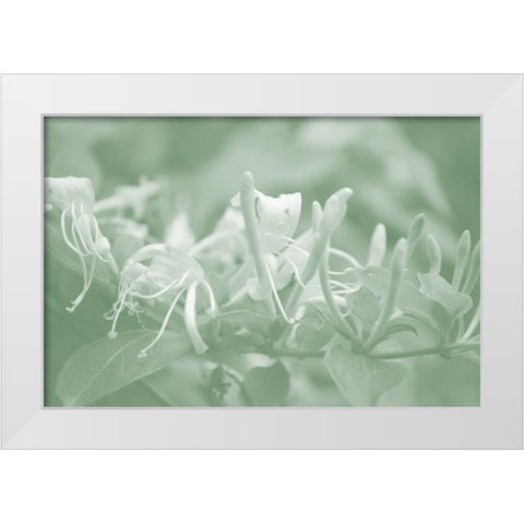 Honeysuckle Summer III White Modern Wood Framed Art Print by Chandler, Sharon