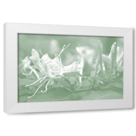 Honeysuckle Summer IV White Modern Wood Framed Art Print by Chandler, Sharon