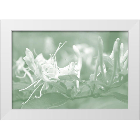 Honeysuckle Summer IV White Modern Wood Framed Art Print by Chandler, Sharon