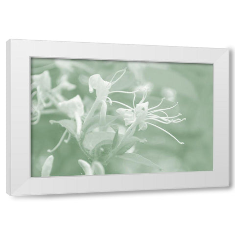 Honeysuckle Summer V White Modern Wood Framed Art Print by Chandler, Sharon