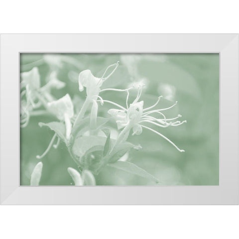 Honeysuckle Summer V White Modern Wood Framed Art Print by Chandler, Sharon