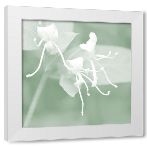 Honeysuckle Summer VI White Modern Wood Framed Art Print by Chandler, Sharon