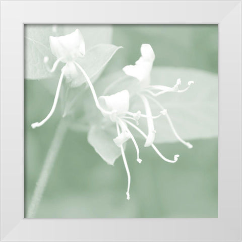 Honeysuckle Summer VI White Modern Wood Framed Art Print by Chandler, Sharon