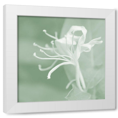 Honeysuckle Summer VII White Modern Wood Framed Art Print by Chandler, Sharon