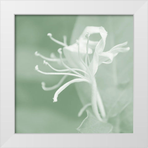 Honeysuckle Summer VII White Modern Wood Framed Art Print by Chandler, Sharon