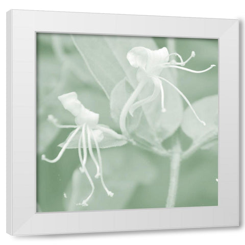 Honeysuckle Summer VIII White Modern Wood Framed Art Print by Chandler, Sharon